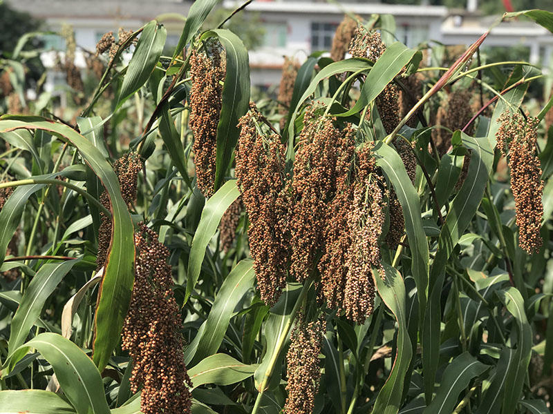 可以白酒代理的